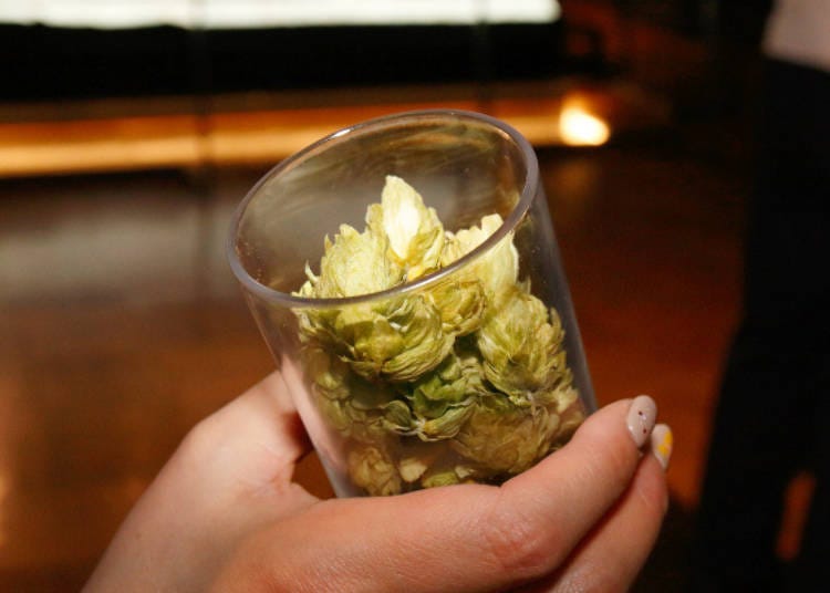 Hops used in the brewing of beer