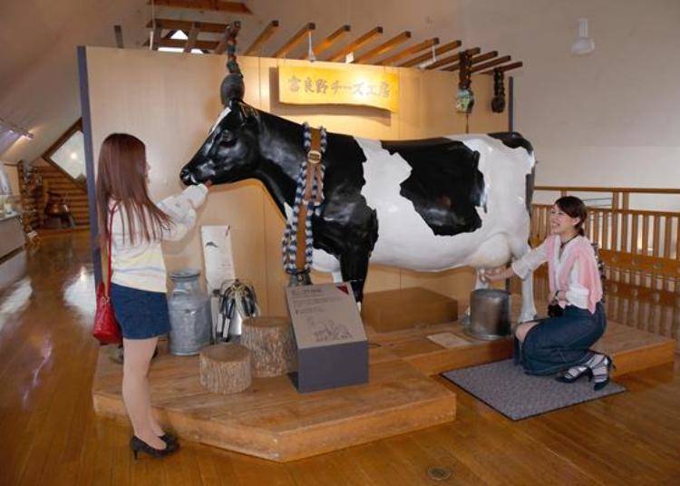 Milk a model cow! The udder is soft using special construction so it feels just like the real thing!