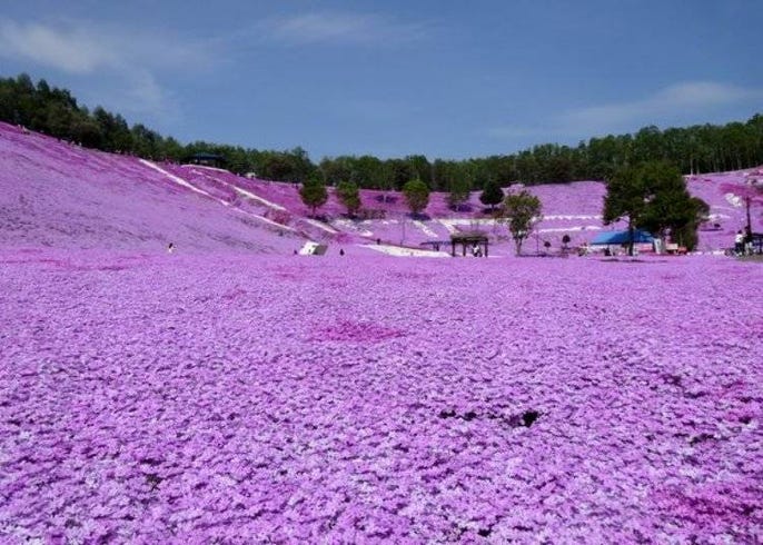 Higashimokoto Shibazakura Park In Japan S North The Floor Comes Alive With Sakura Colors 21 Edition Live Japan Travel Guide
