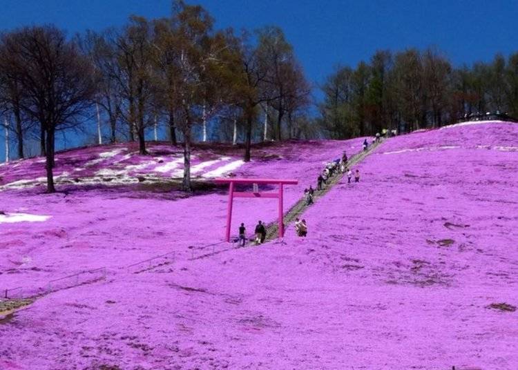 언덕 도중에 있는 핑크색이 인상적인 도리이