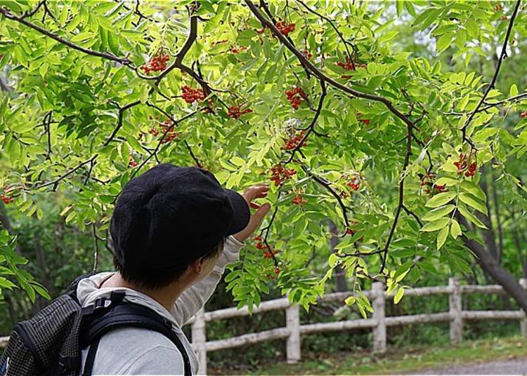 ▲中途来到了合花楸广场，看到了好多鲜红的合花楸果实！