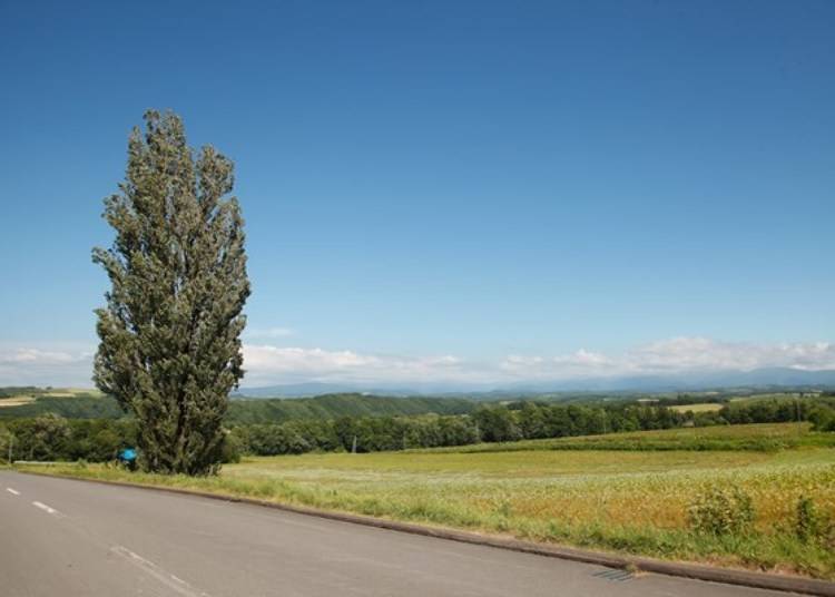 ▲Tree of Ken and Mary. This lone poplar tree was used in a car commercial and became famous