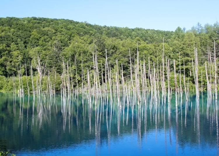 2. The Majestic Shirogane Blue Pond in Hokkaido: A Postcard-Perfect Picture