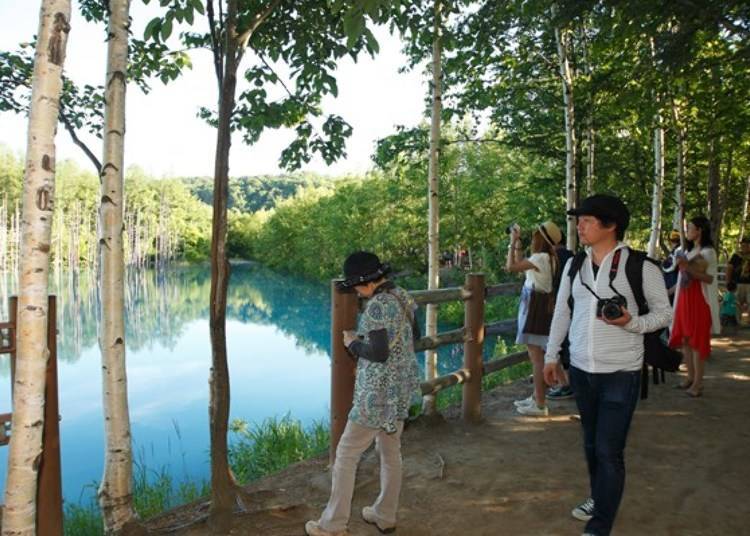 ▲On the banks of the pond there is a white birch path with many visitors taking pictures