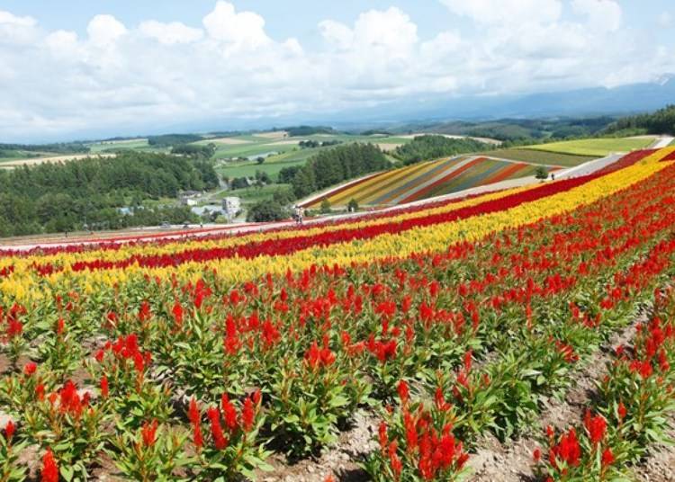 3. Shikisai-no-oka Panoramic Flower Gardens: Colorful fields of flowers sprawling throughout the hills!