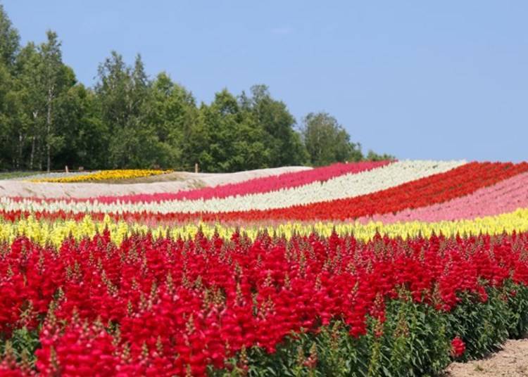 ▲View in July. Flowers are aligned in a striped pattern and are very pretty!