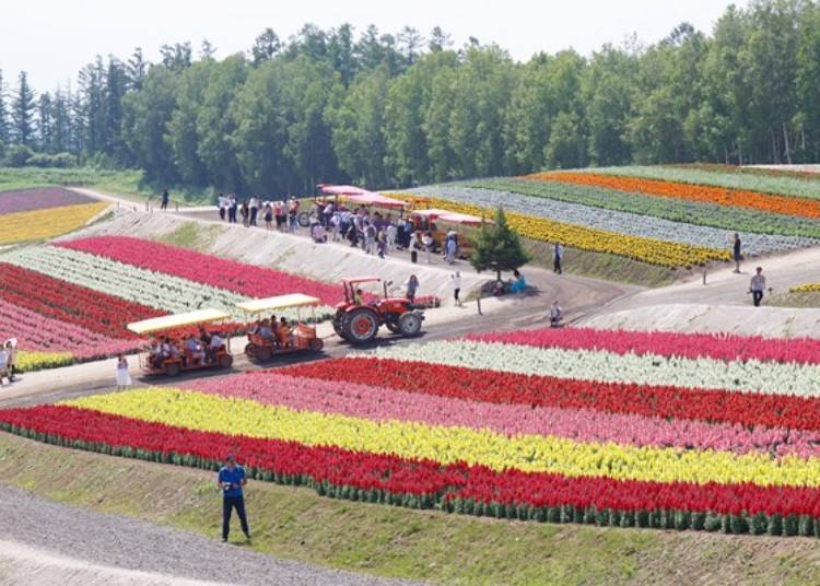 ▲Norroko moving through the fields of flowers. The boarding fee including tax costs 300 yen for elementary and middle school students and 500 yen for high school students and above