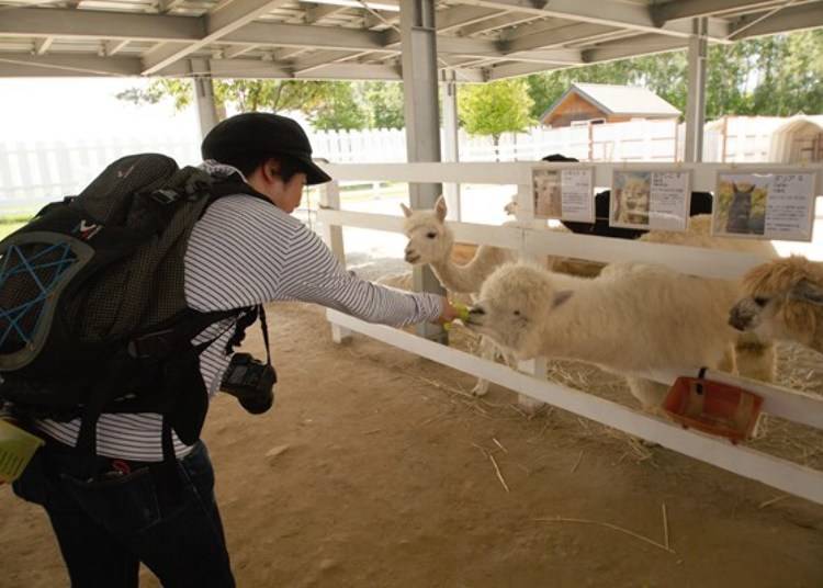 ▲You can experience feeding these cute alpacas! Entry fee 500 yen for adults, 300 yen for elementary and middle school students, alpaca food 100 yen (tax included for all fees)