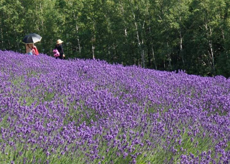 ▲Traditional Lavender Field. This field started to gain attention and help transform the farm into a famous tourist site.