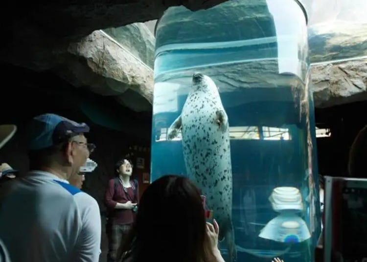 Asahiyama Zoo (Asahikawa): Complete Guide to Hokkaido's Incredible Zoo!