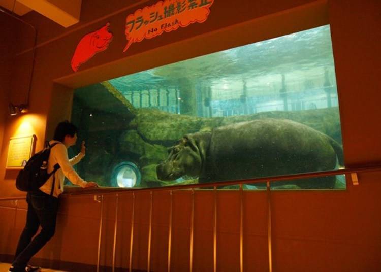 ▲Face to face with a hippo!