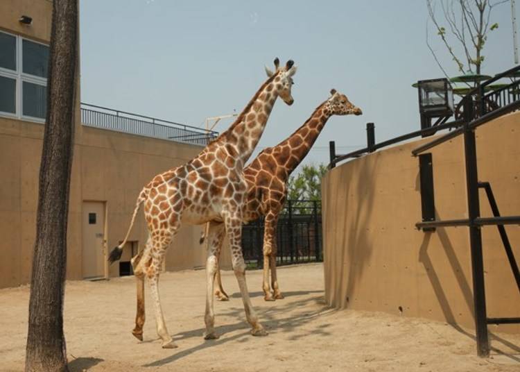 ▲Exiting the Hippopotamus House are giraffes! You can view them from the ground level or up top by their head