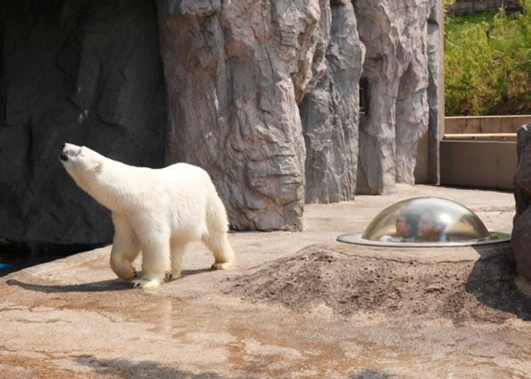 ▲You can view polar bears from the same angle as their prey seals in the seal’s eye capsule