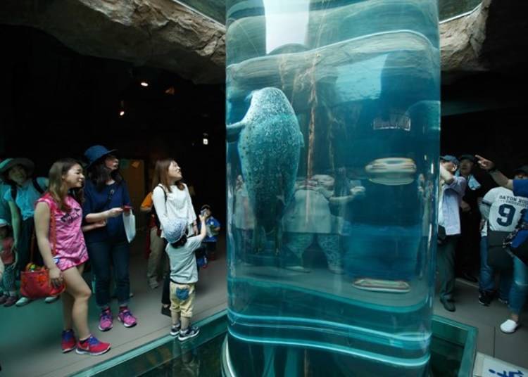 ▲Each time a seal swims through Marine Way, people cheer