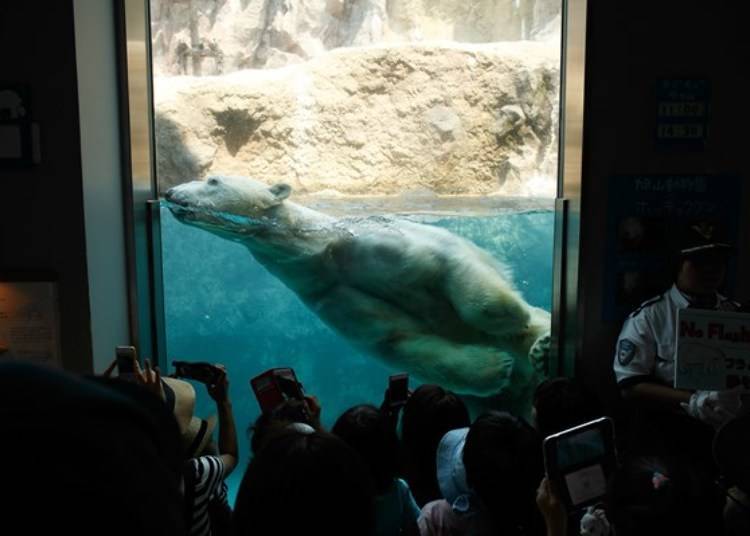 물 속을 헤엄치는 북극곰의 모습을 보기 위해 관광객이 모두 모였다