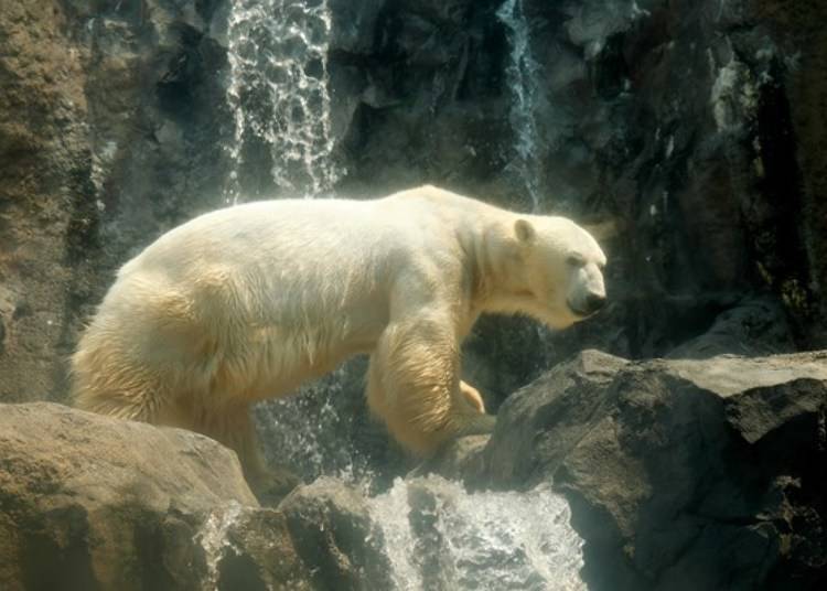 ▲在岩石上漫步的白熊，相当有威严