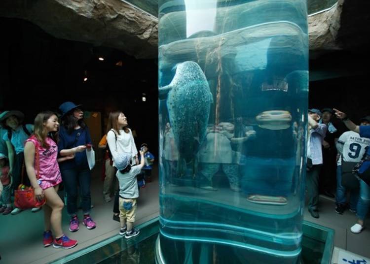 ▲圆柱型水槽「Marine Way」，海豹每次通过时都会引来周围游客的关注。
