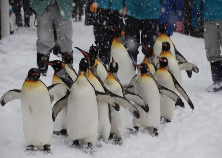 ▲可以看见企鹅傻傻呆萌地在雪里走过的模样／照片提供：旭山动物园