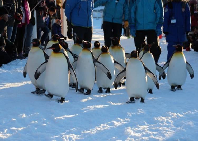 ▲企鹅散步道两旁有许多游客来看这些企鹅们昂首阔步的模样／照片提供：旭山动物园