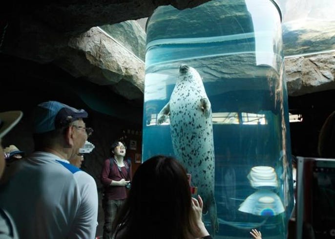 北海道旭川市 旭山動物園 必看 餵食秀 園內攻略 午餐 伴手禮推薦 Live Japan 日本旅遊 文化體驗導覽