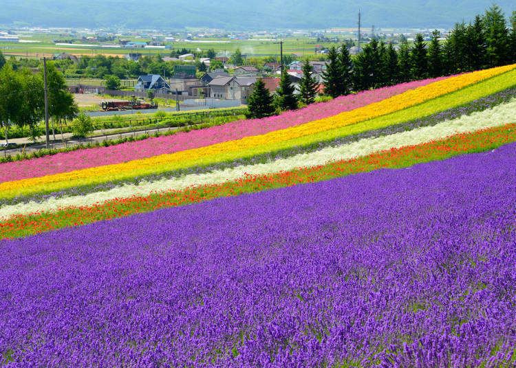 Sapporo to Furano/Biei Japan: Visiting the Gorgeous Floral Wonderlands of Hokkaido!