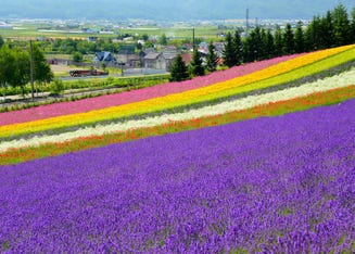 細數9處北海道花海景點 把握夏天6月 8月的絕佳賞花期 Live Japan 日本旅遊 文化體驗導覽