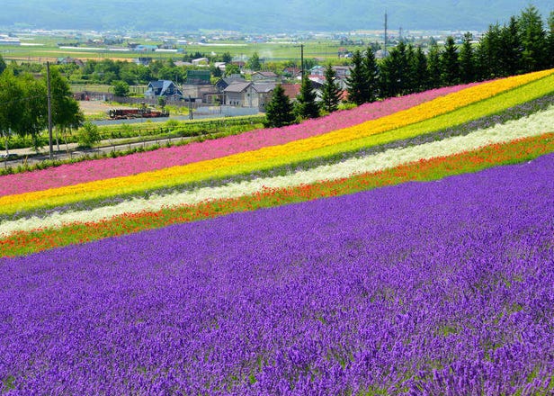 Sapporo to Furano/Biei Japan: Visiting the Gorgeous Floral Wonderlands of Hokkaido!