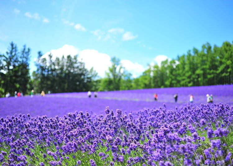 Plan your Sapporo to Furano Day Trip: Furano Lavender Fields and Biei Hill Drive