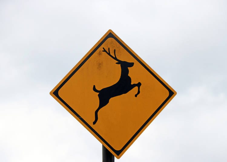 Tip 3: Animal crossings and be careful not to speed in Hokkaido!