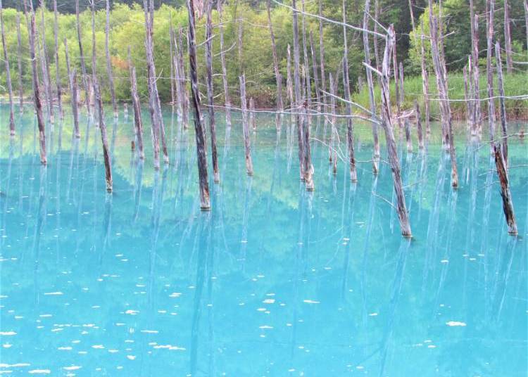 美瑛にある青い池(写真:筆者撮影)