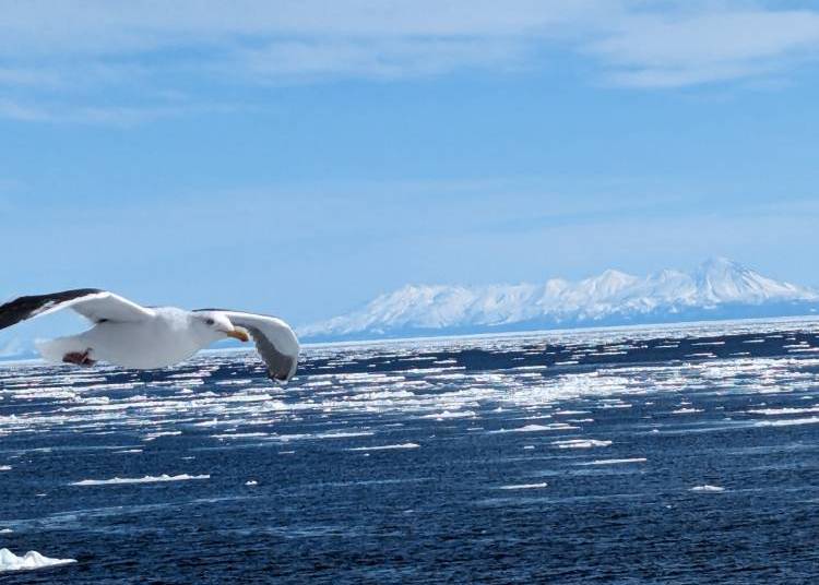 冬は流氷クルーズを楽しむ(写真:筆者撮影)