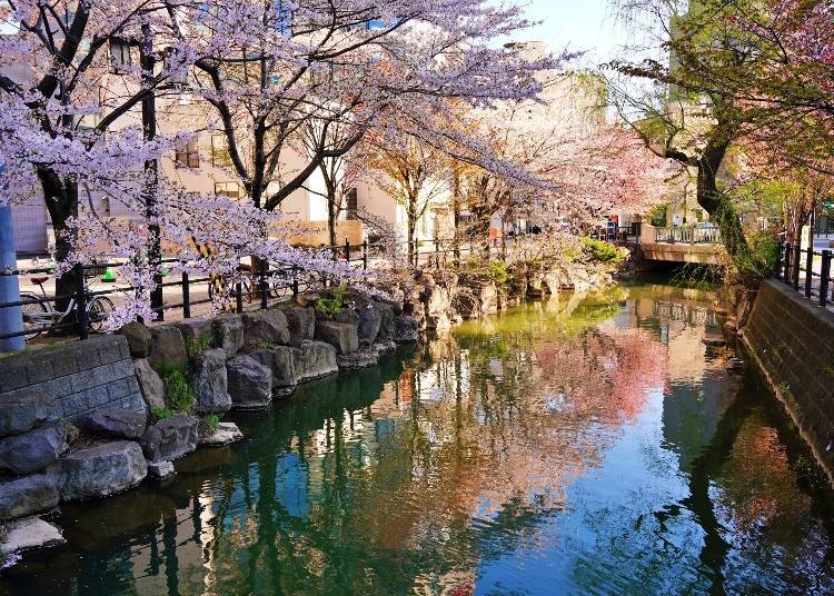 札幌的鴨鴨川是春天欣賞櫻花的人氣景點 (照片來源：PIXTA)