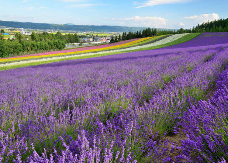 Sights, Food, Shopping! Go Inside Japan's Scenic Furano and Biei Cities