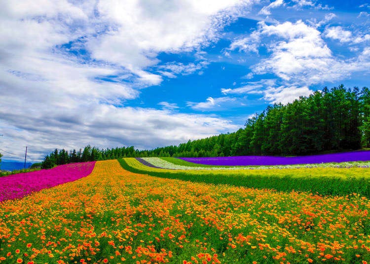 When is the Best Time to Visit Hokkaido? 5 Weather Tips That'll Help You Decide!