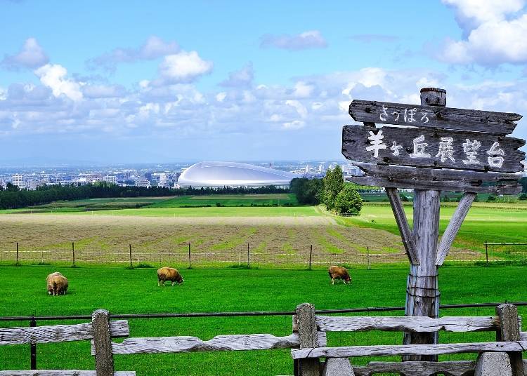 以札幌巨蛋為背景的札幌羊之丘展望台（照片來源：PIXTA）
