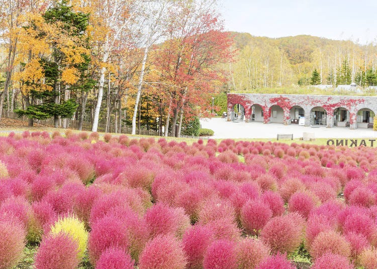 瀧野鈴蘭丘陵公園一年四季都有百花盛開（照片來源：PIXTA）