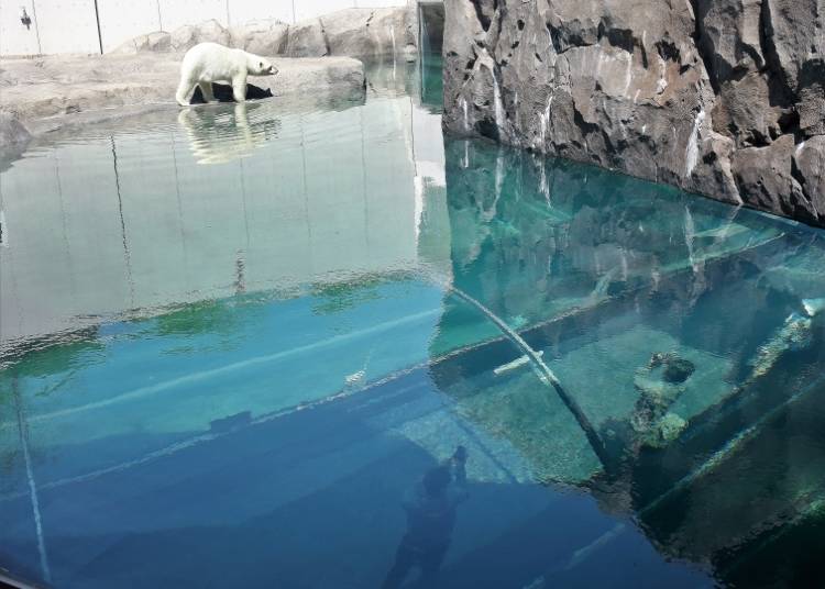 Beneath the large aquarium is a glass tunnel