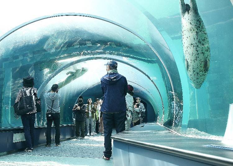 The seal aquarium is in front and behind it is the polar bear aquarium