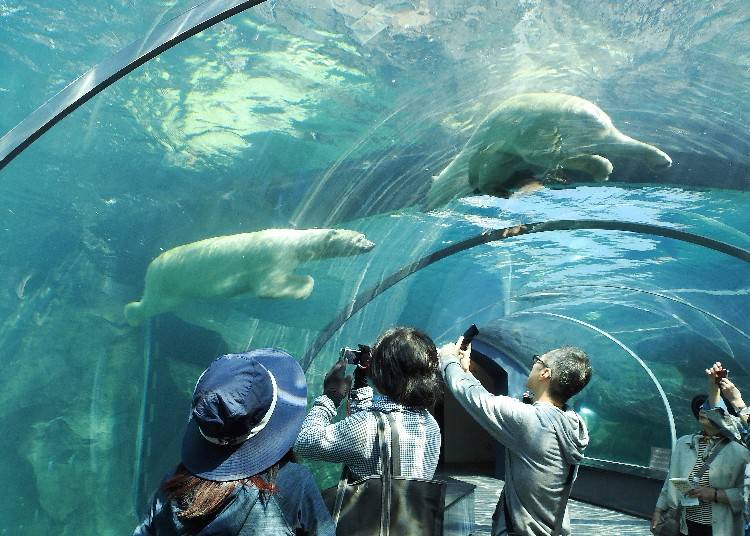 View the animals swimming up close!