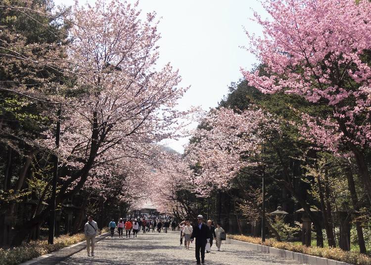 Cherry trees line the main avenue leading to the shrine. The best time to view them is in early May