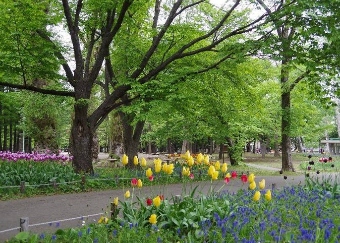 札幌の注目エリア 円山地区 は魅力たっぷり 円山公園 円山動物園 北海道神宮も Live Japan 日本の旅行 観光 体験ガイド