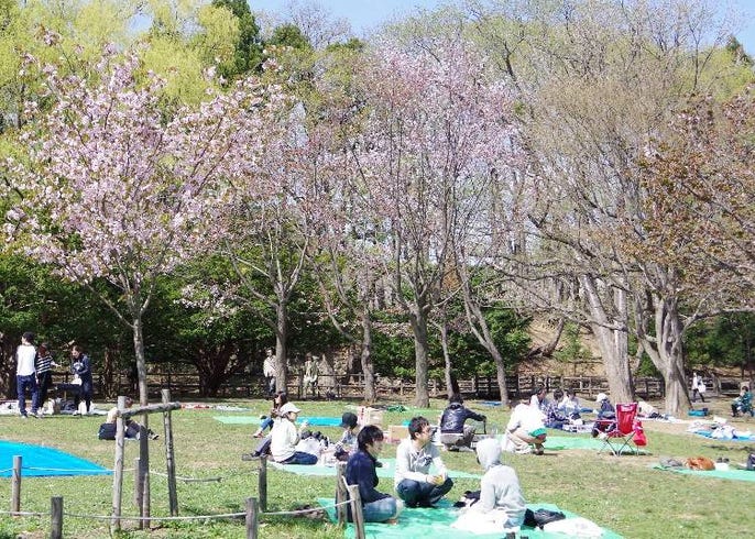 札幌の注目エリア 円山地区 は魅力たっぷり 円山公園 円山動物園 北海道神宮も Live Japan 日本の旅行 観光 体験ガイド