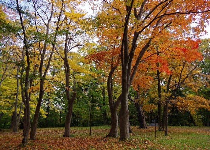 札幌の注目エリア 円山地区 は魅力たっぷり 円山公園 円山動物園 北海道神宮も Live Japan 日本の旅行 観光 体験ガイド