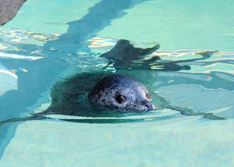 近距離與動物接觸！「札幌市圓山動物園」