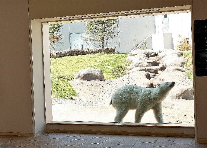北海道觀光新景點 札幌圓山裡自然公園 動物園 神社三種熱門景點一次滿足 Live Japan 日本旅遊 文化體驗導覽