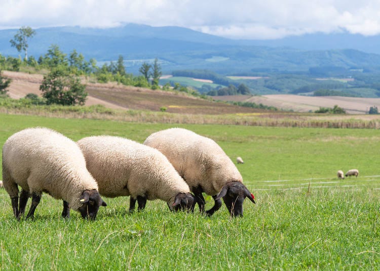 Sheep are also bred in Hokkaido, but due to the low production volumes, lamb meat from Japan is very rare.