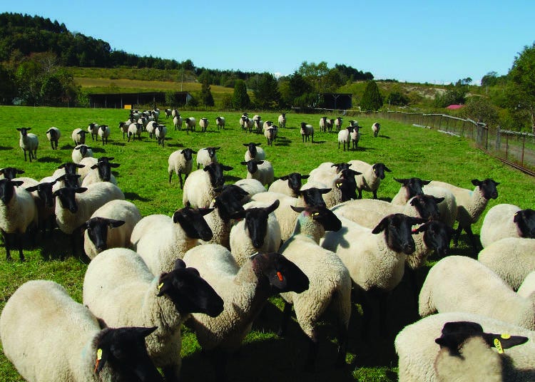 自家经营农场内萨福克羊，黑黑的脸是一大特征