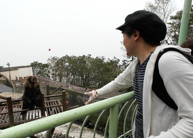 Noboribetsu Bear Park: Feeding Brown Bears!