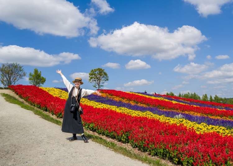 北海道 富良野のラベンダー時期は 人気の ファーム富田 花畑を徹底紹介 Live Japan 日本の旅行 観光 体験ガイド