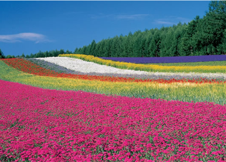 In the farm there are over 10 flower fields and gardens, each with a distinct charm. Photo of Irodori Field